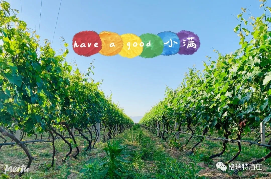 記錄小滿時節的酒莊、怎一美字了得！