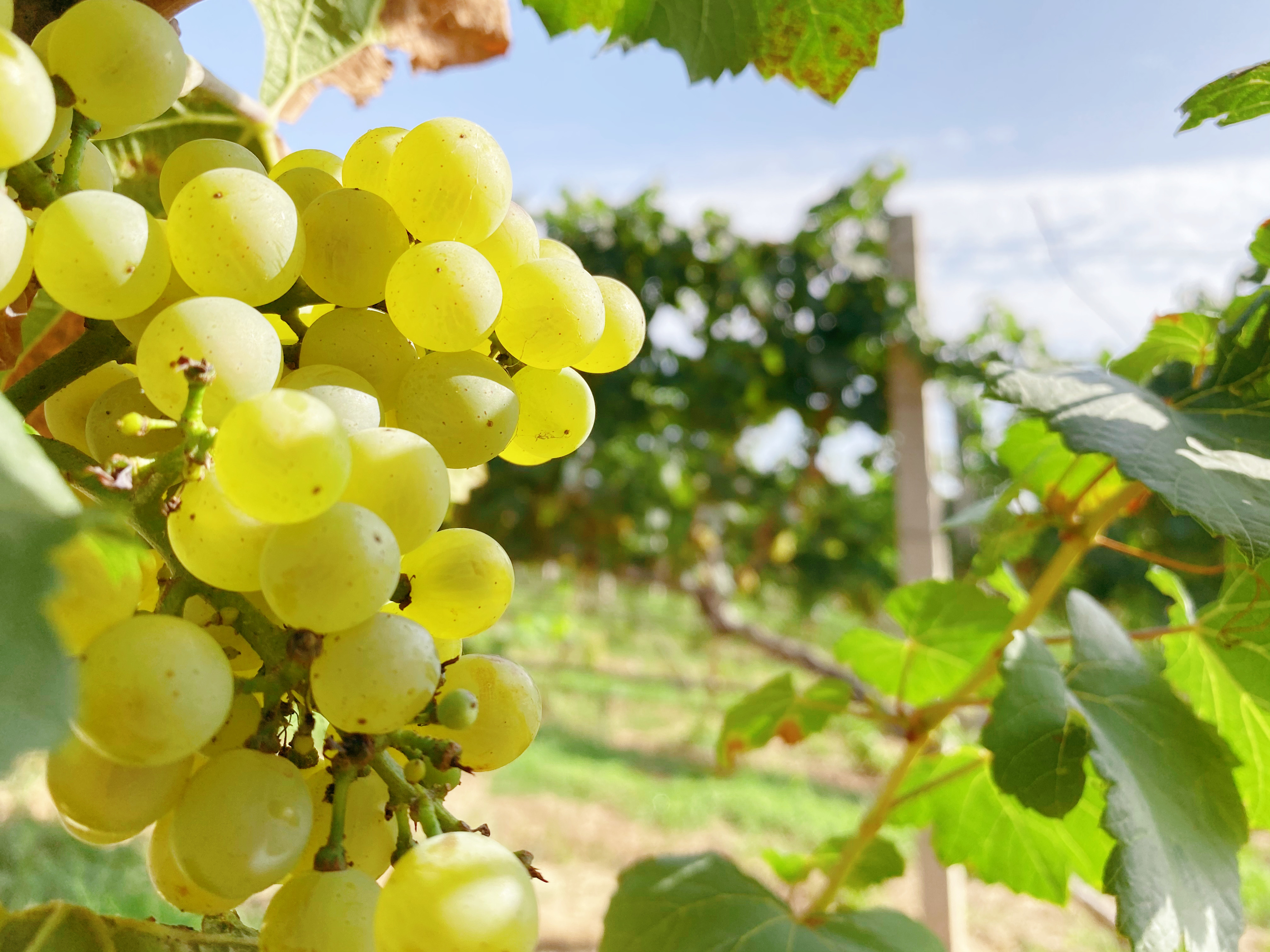 春耕夏耘后，秋收正當(dāng)時~