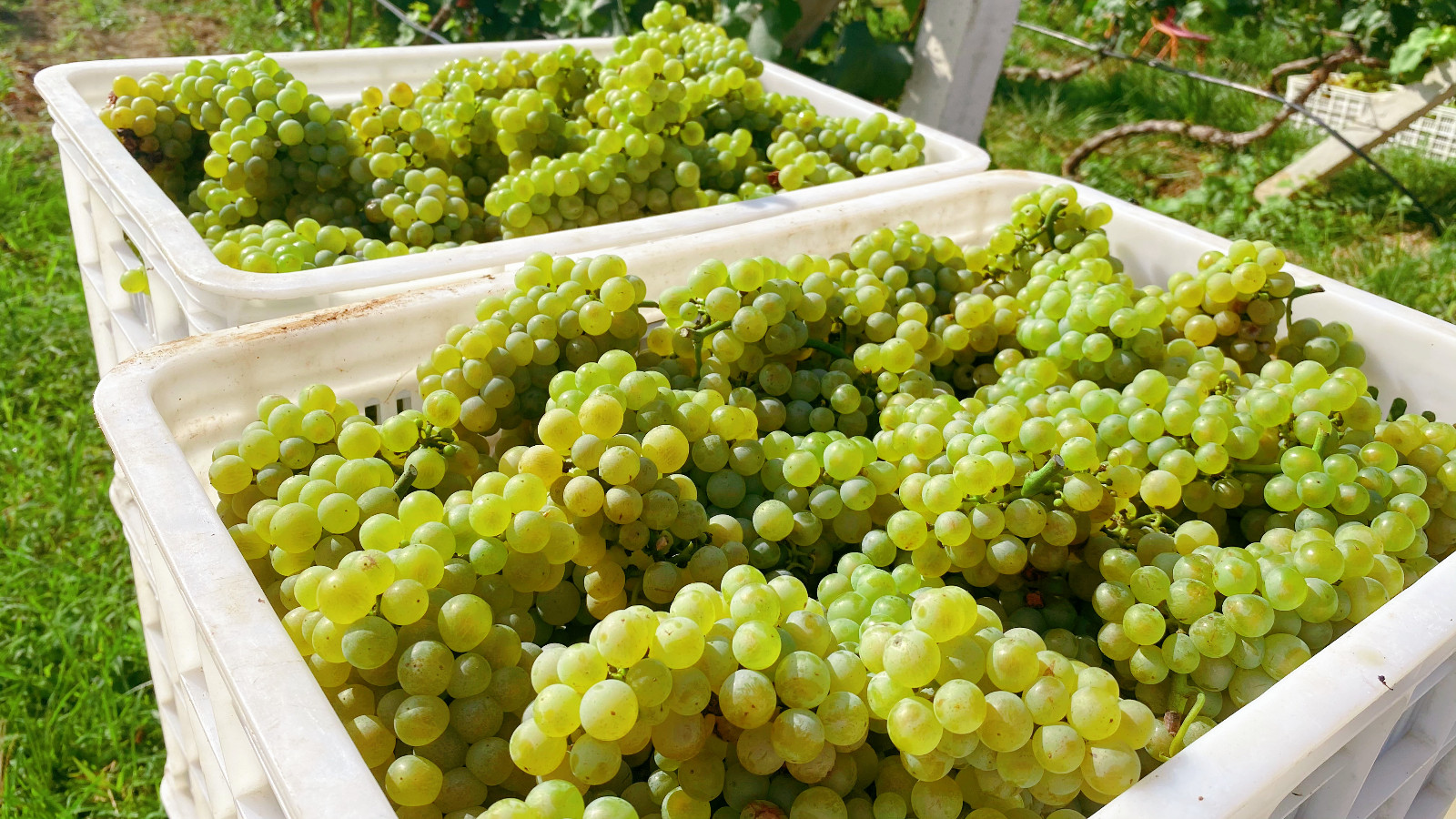 16605290712787.jpg 微信圖片_20210821092930.jpg