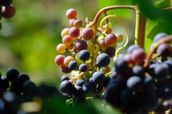 秋分|| 一斟一飲間，與格瑞特平分“秋”色